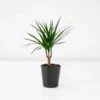 dragon tree with pot