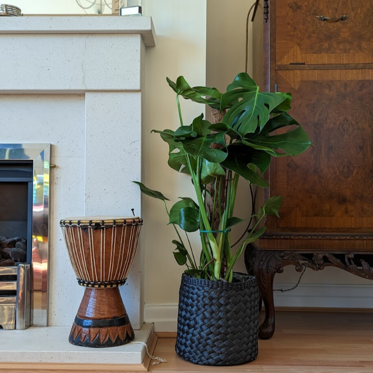 Untitled design-77 Swiss Cheese Plant