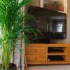 large areca palm dypsis lutescens tall house plant indoor