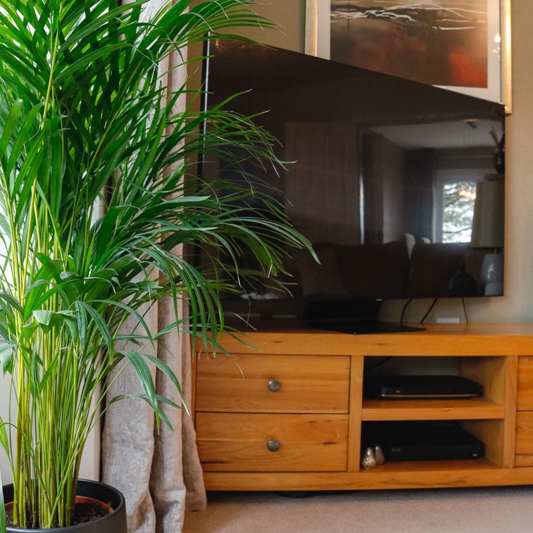 large areca palm dypsis lutescens tall house plant indoor