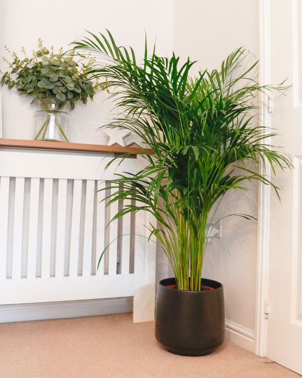 pet safe houseplant placement corner