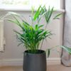 areca palm dypsis lutescens small house plant indoor