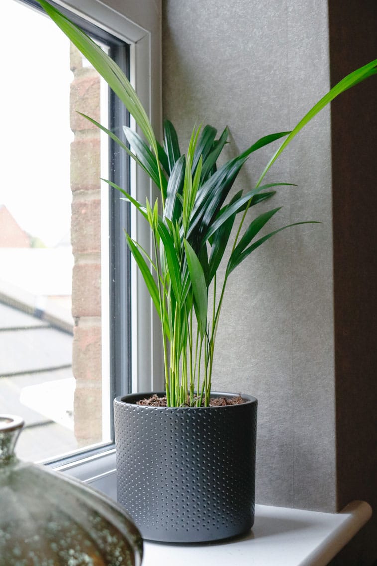 areca palm dypsis lutescens