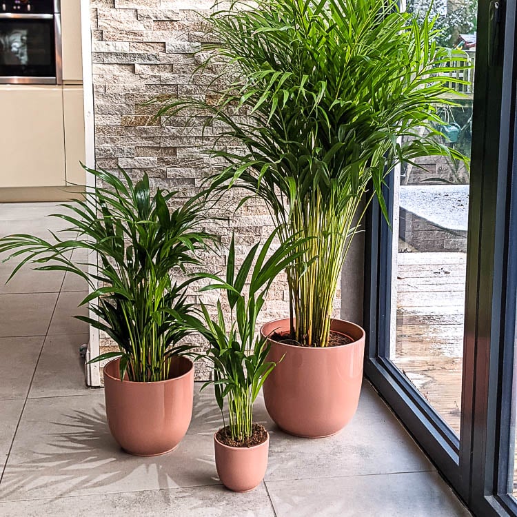 areca palm dypsis lutescens