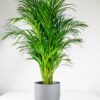 areca palm large