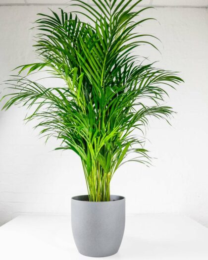 areca palm large
