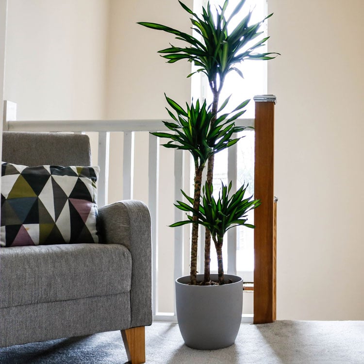 corn plant lemon lime dracaena fragrans