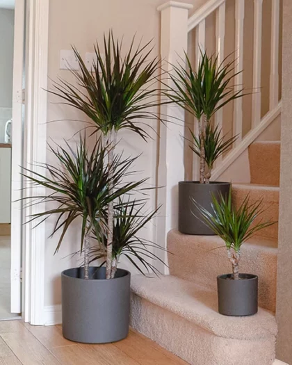 dragon tree dracaena marginata 2