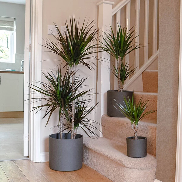 dragon tree dracaena marginata 2