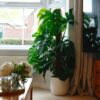 swiss cheese vine plant monstera deliciosa large on moss pole