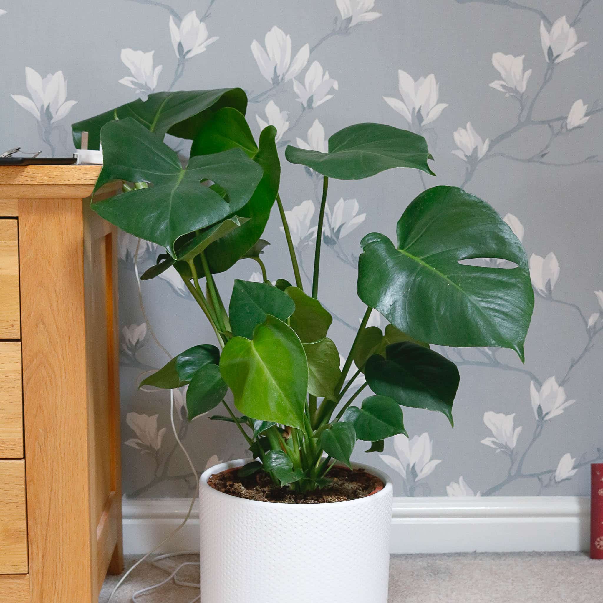 swiss cheese plant monstera deliciosa