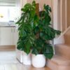 swiss cheese vine plant monstera deliciosa large on moss pole