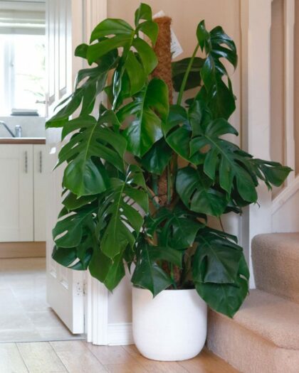 swiss cheese vine plant monstera deliciosa large on moss pole