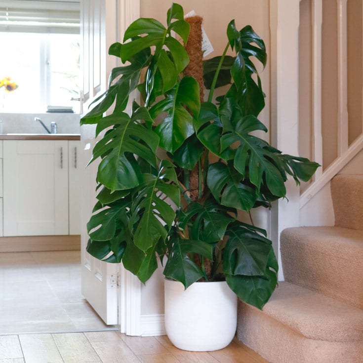 swiss cheese vine plant monstera deliciosa large on moss pole