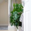 swiss cheese vine plant monstera deliciosa large on moss pole