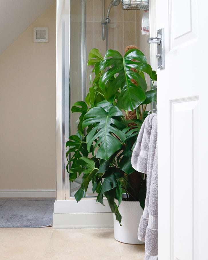 swiss cheese vine plant monstera deliciosa large on moss pole