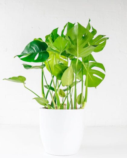 swiss cheese plant monstera deliciosa