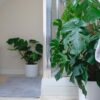 swiss cheese vine plant monstera deliciosa large on moss pole