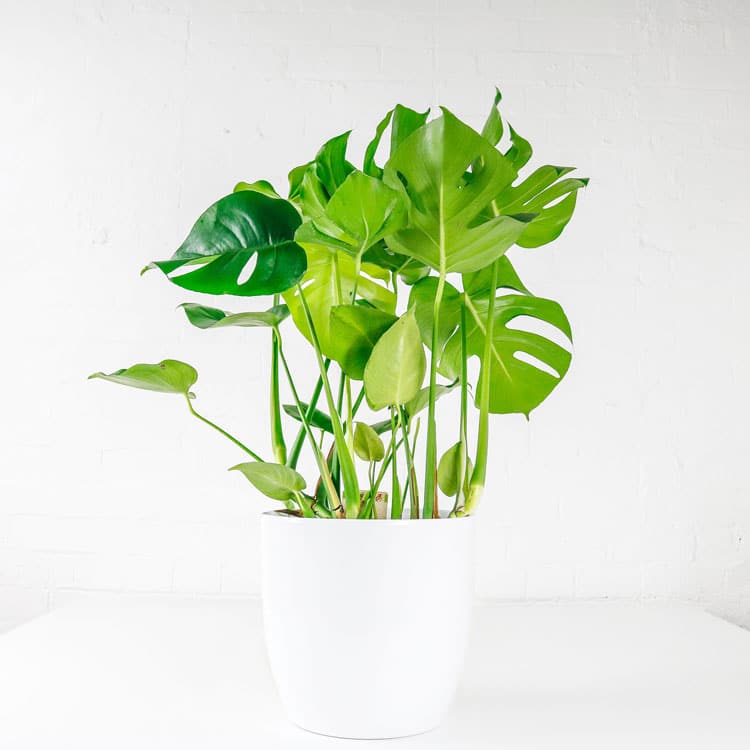 swiss cheese plant monstera deliciosa