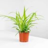 spider plant chlorophytum comosum