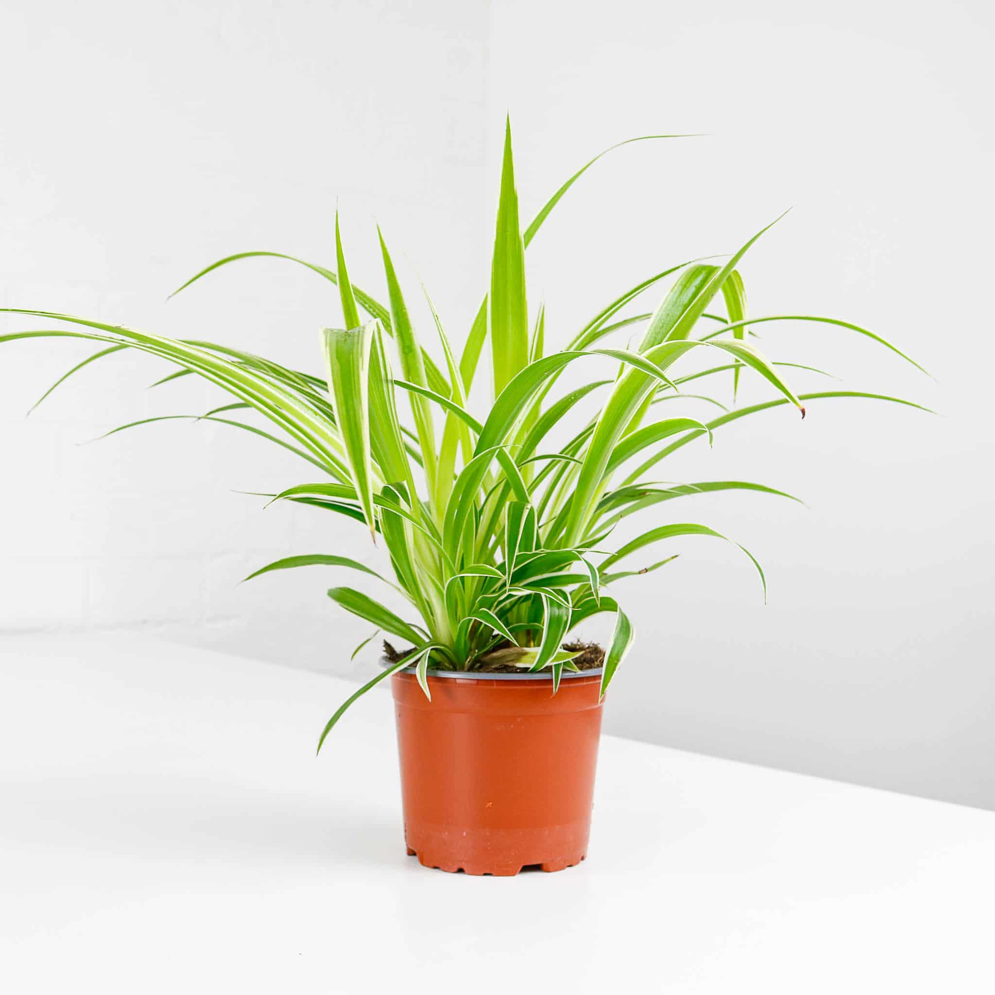 spider plant chlorophytum comosum