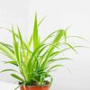 spider plant chlorophytum comosum