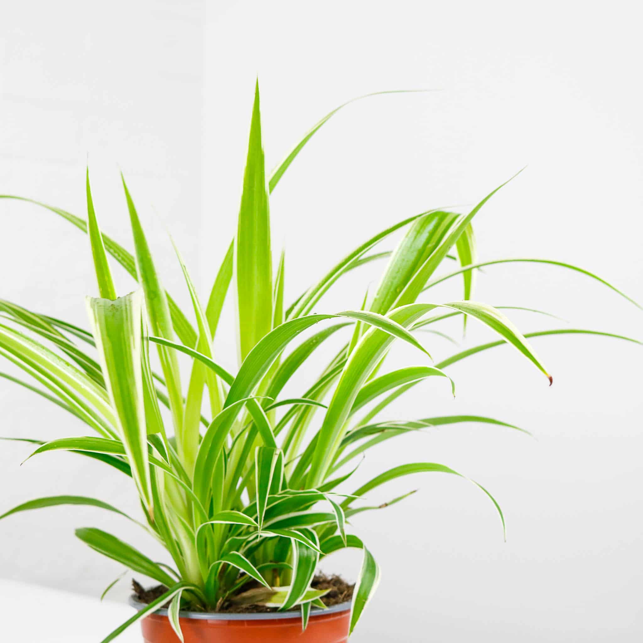 spider plant chlorophytum comosum
