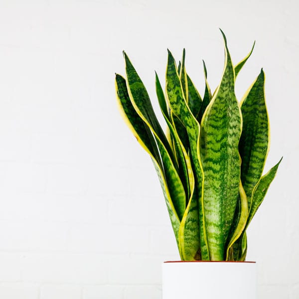snake plant laurentii