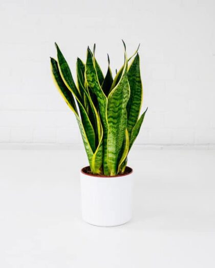 snake plant