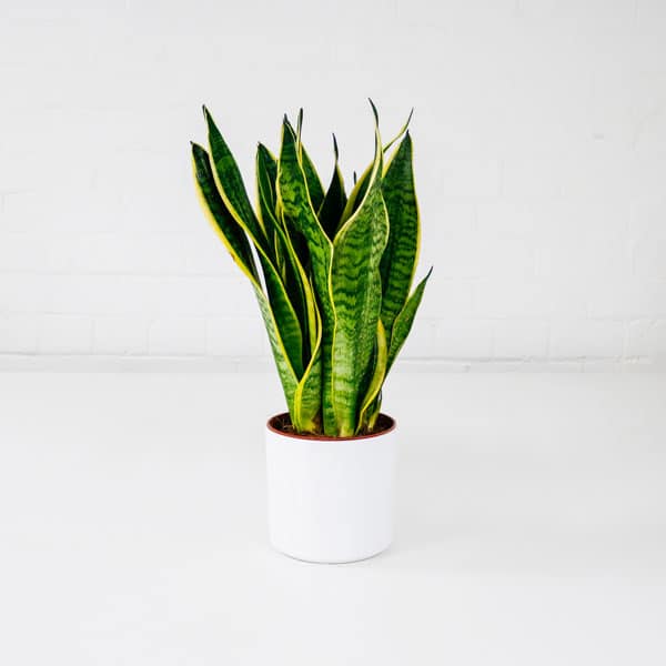 snake plant
