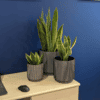 snake plant