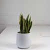 Snake Plant 2