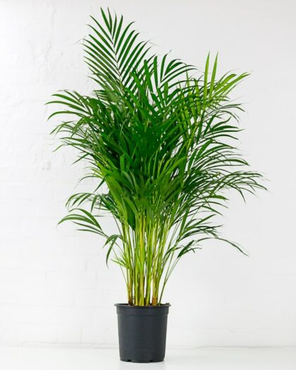 areca palm dypsis lutescens house plant
