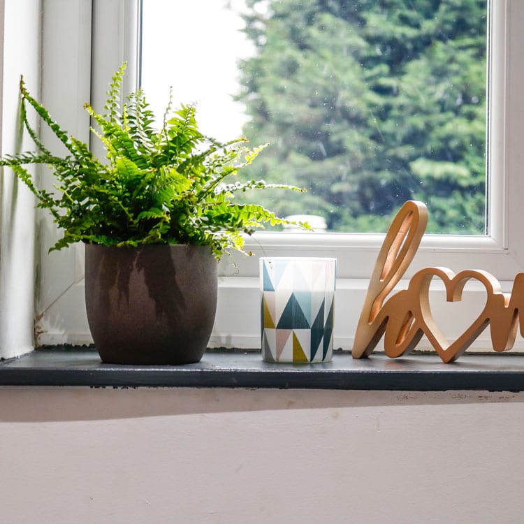 boston fern nephrolepsis exalta