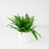 boston fern