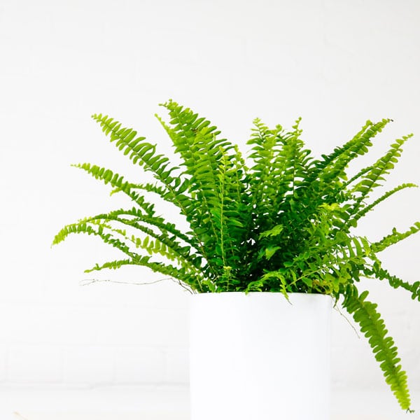 boston fern nephrolepsis exalta