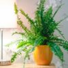 boston fern nephrolepsis exaltata