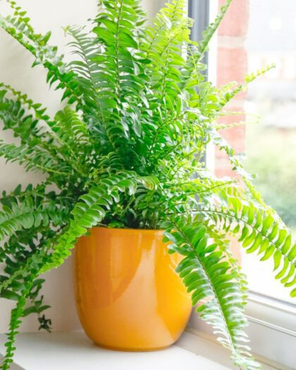 boston fern nephrolepsis exaltata