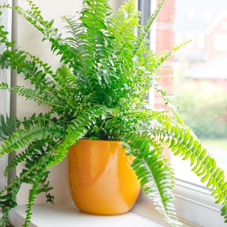 boston fern nephrolepsis exaltata