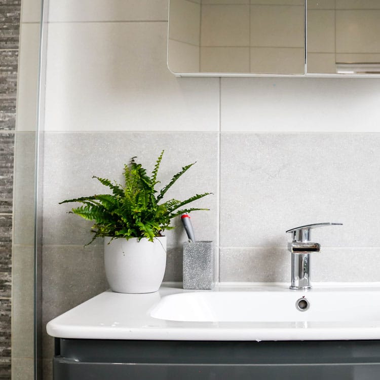 boston fern nephrolepsis exalta