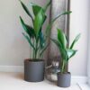 cast iron plant aspidistra bar room