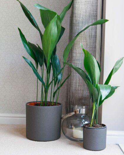cast iron plant aspidistra bar room