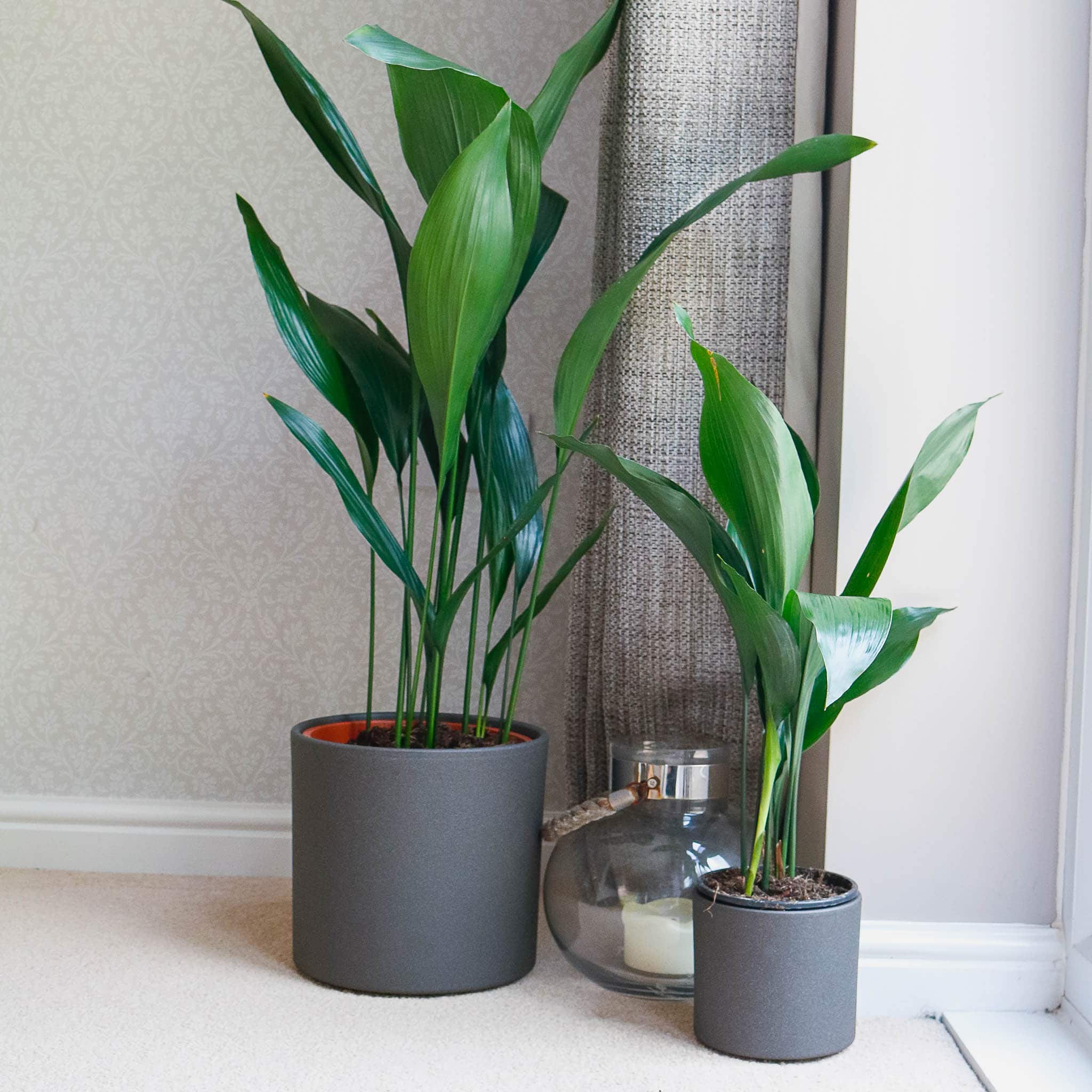cast iron plant aspidistra bar room