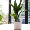 cast iron plant aspidistra elatior