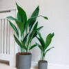 cast iron plant aspidistra bar room