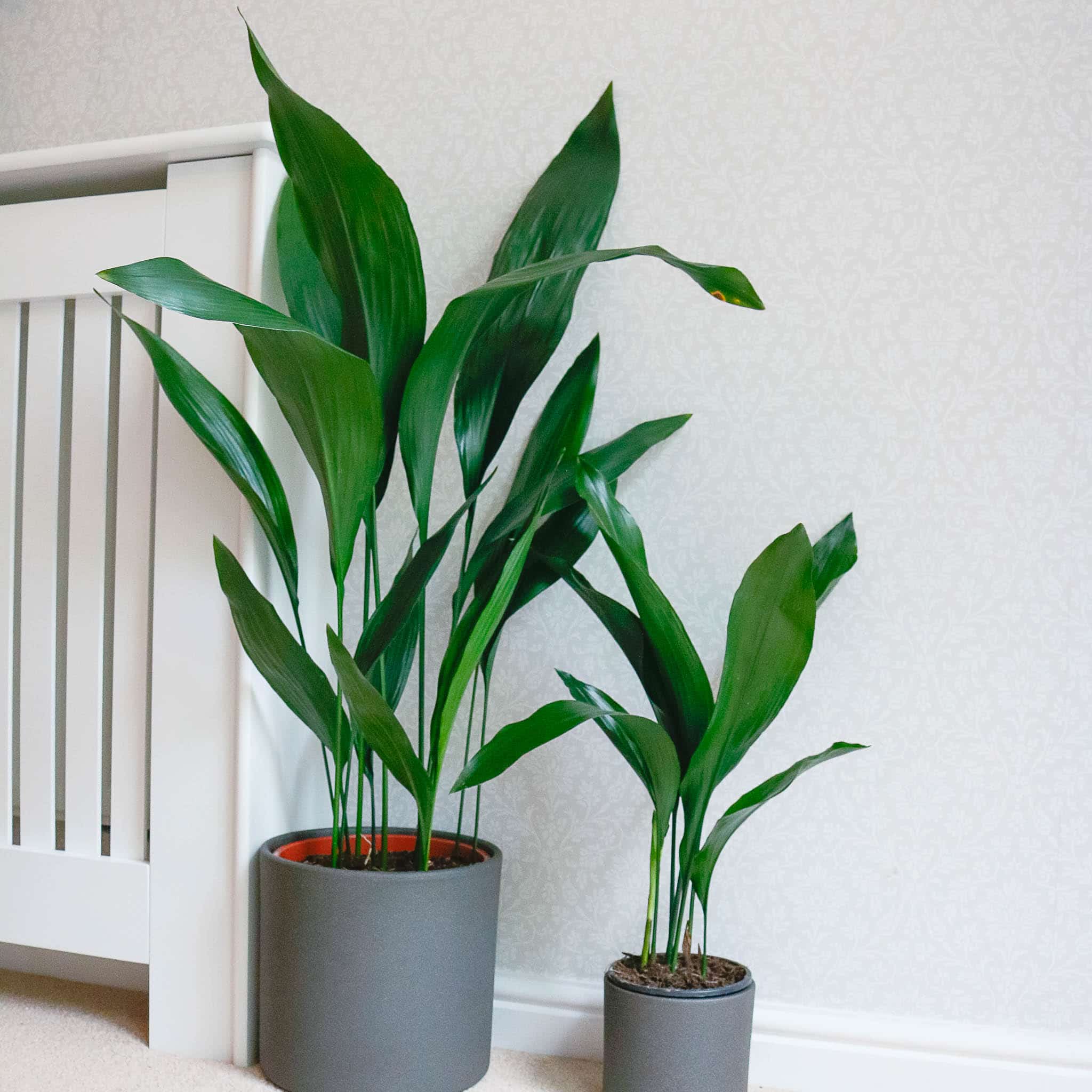 cast iron plant aspidistra bar room