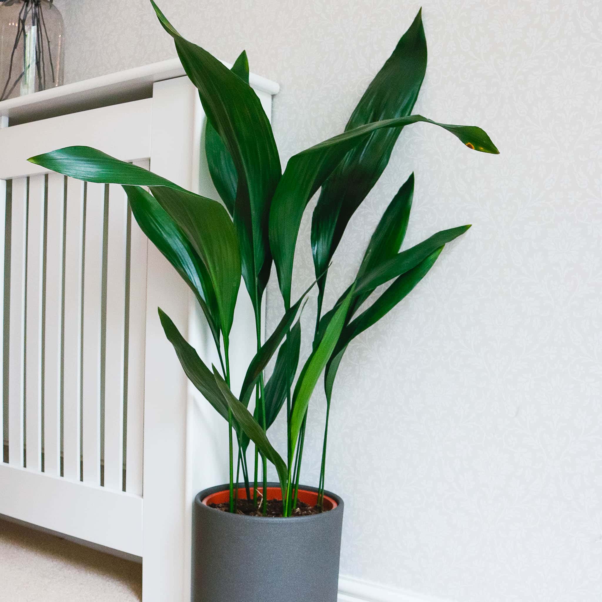 cast iron plant aspidistra bar room