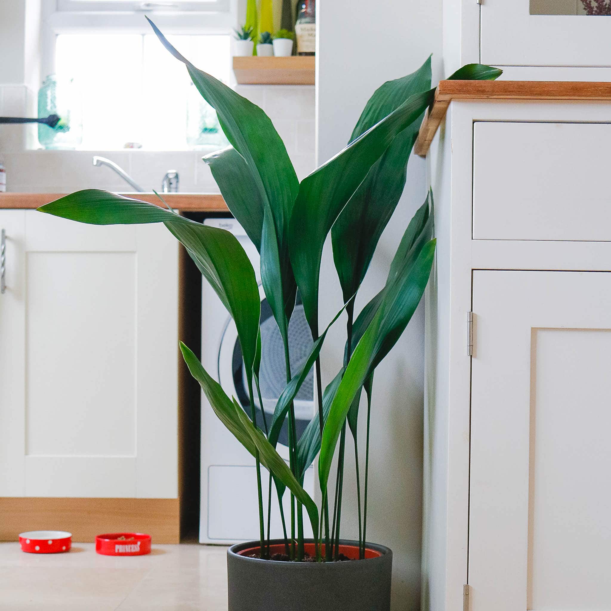 cast iron plant common aspidistra hardy indoor plant