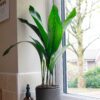 cast iron plant aspidistra bar room