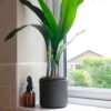cast iron plant aspidistra bar room